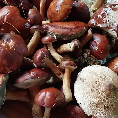 Prázdninový dům Haus Vogelsang Am