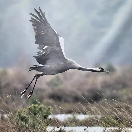 Prázdninový dům Haus Vogelsang Am *