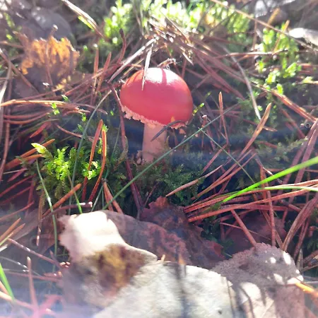 Haus Vogelsang Am * Userin